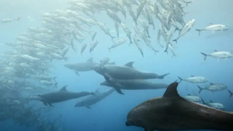 Загадки морской фауны: в Японии произошел массовый выброс дельфинов