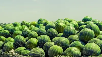 Zakon.kz, фото - Новости Zakon.kz от 12.07.2017 23:32