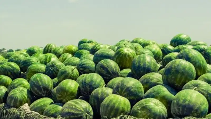Дехкане ЮКО экспортировали в Россию 51 тыс. тонн дынь и арбуза