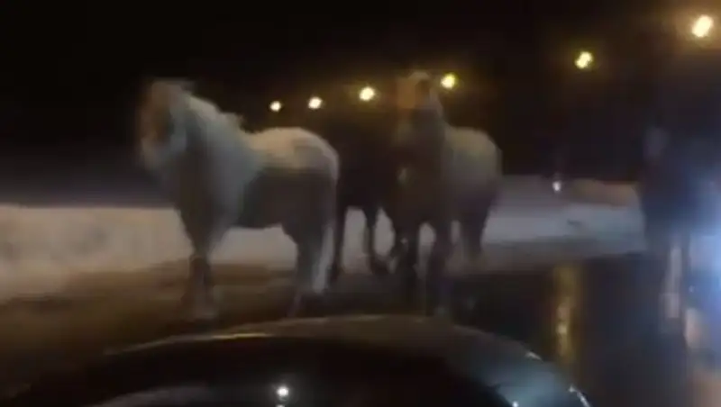 Семья попала в смертельное ДТП из-за бесхозных лошадей на дороге в Павлодарской области