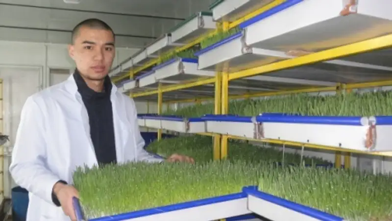 А&#1179;т&#1257;белік к&#1241;сіпкер гидропоника &#1241;дісімен мал азы&#1171;ын дайындайды