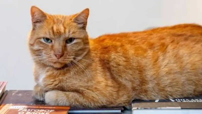 Награду за пропавшего кота объявил музей Анны Ахматовой в России