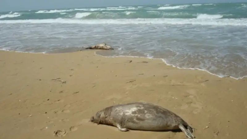 В Атырауской области зафиксирована массовая гибель тюленей