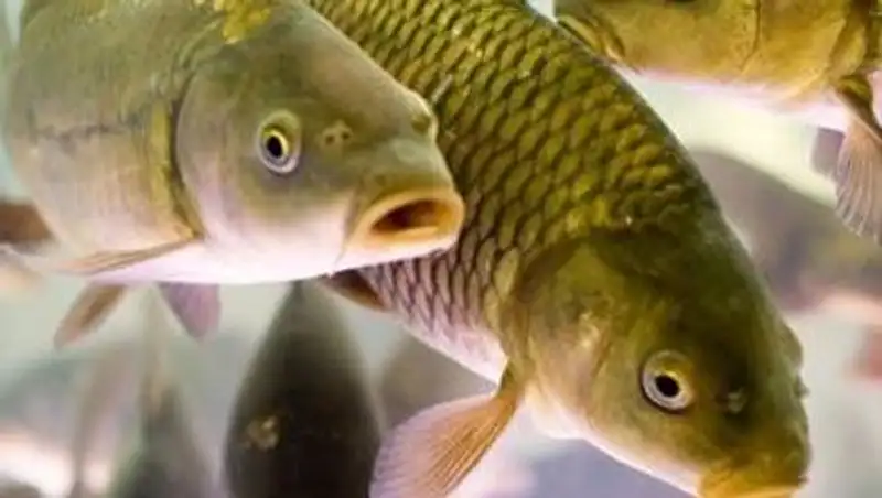 Весной в Лисаковске запустят в эксплуатацию проект по выращиванию рыбы