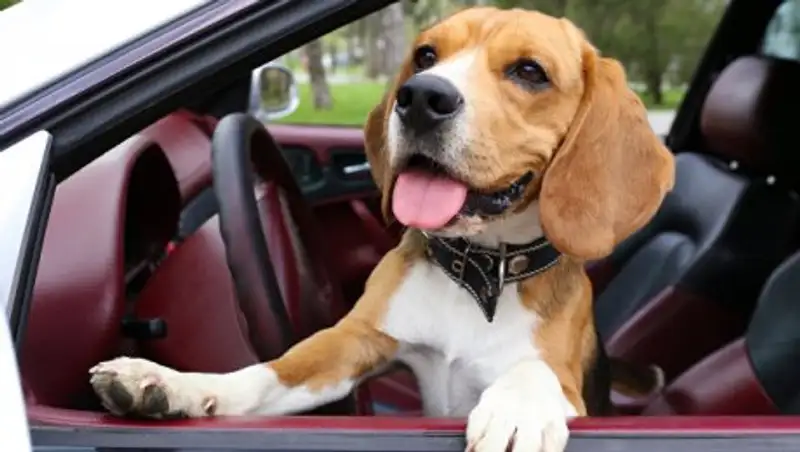 Автомобиль с собаками за рулем врезался в здание супермаркета в США