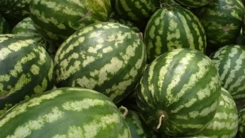 Алматыда &#1179;арбыздарды тексеруден &#1257;ткізіп жатыр