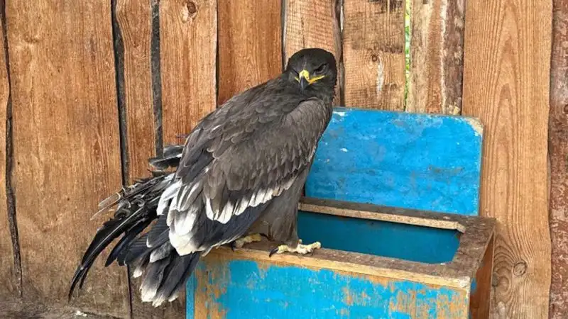 В степи на западе Казахстана нашли раненого краснокнижного орла