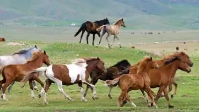 Zakon.kz, фото - Новости Zakon.kz от 04.11.2016 21:13