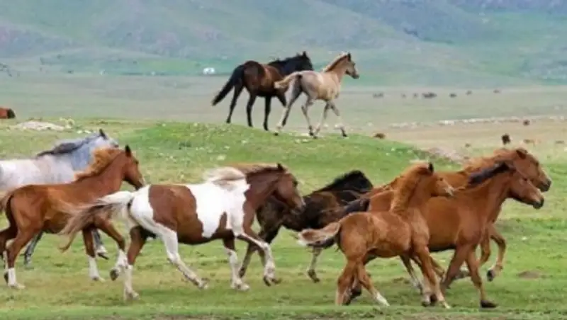 &#1178;аза&#1179;ты&#1187; асыл т&#1201;&#1179;ымды жыл&#1179;ылары &#1178;ытай&#1171;а тасымалданады