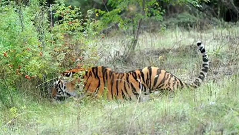 Путинского тигра заподозрили в разорении китайского курятника