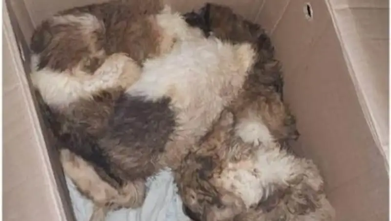 Неизвестные скинули щенят в выгребную яму в Мангистау