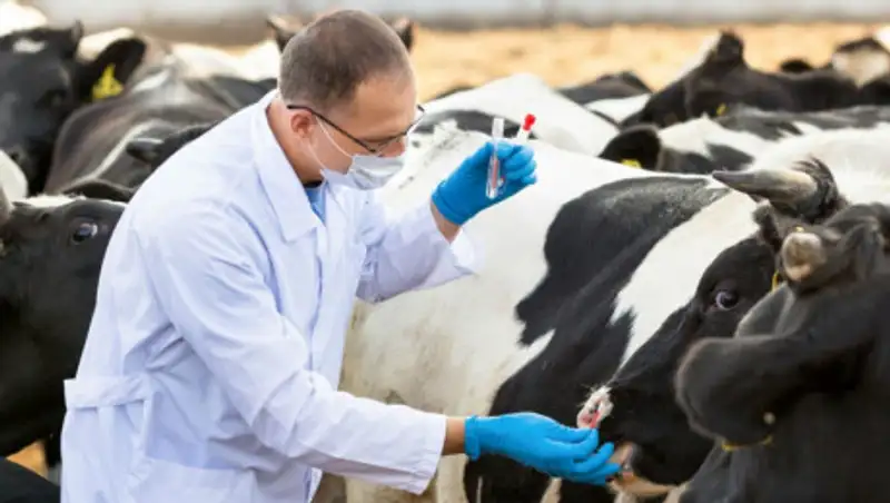 Зарплаты ветеринаров выросли на 23% - до 112 тысяч тенге, а объем услуг сократился