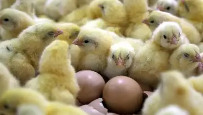 Global Look Press/Majdi Fathi, фото - Новости Zakon.kz от 10.06.2018 18:40