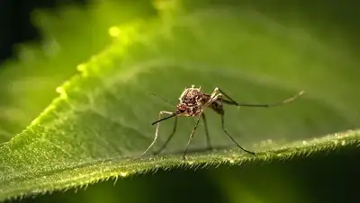 обнаружена мутация вируса, вирус Зика, переносчики комары, фото - Новости Zakon.kz от 14.04.2022 16:53