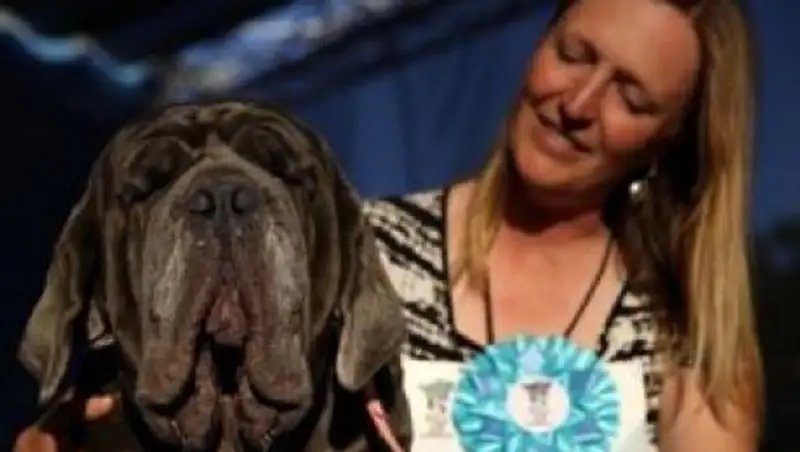 Cамую уродливую в мире собаку выбрали в Америке