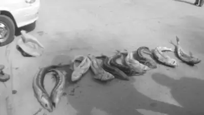 lada.kz, фото - Новости Zakon.kz от 08.04.2018 13:21