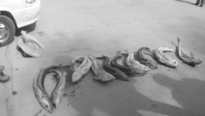 В Мангистау изъяли у браконьеров 200 килограммов осетровой рыбы