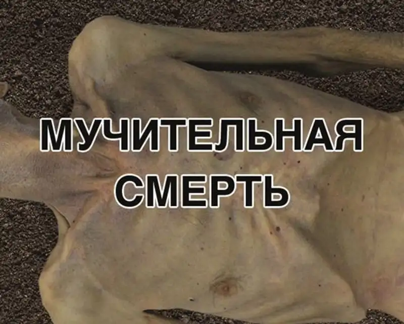 На казахстанский вейпах появятся страшные картинки о вреде курения, фото - Новости Zakon.kz от 20.02.2023 16:13