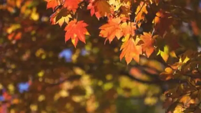 Теплая погода ожидает Казахстанцев