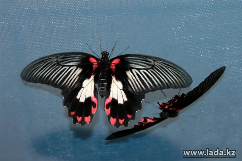 Выставка живых бабочек открылась в Актау (фото), фото - Новости Zakon.kz от 24.11.2013 17:03