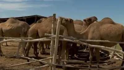Zakon.kz, фото - Новости Zakon.kz от 22.08.2017 14:21
