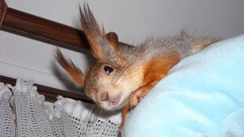 Белка нанесла жилому дому ущерб на 11,5 тысяч долларов