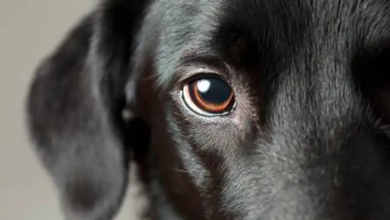 Перерезал горло и сфотографировался – егерь объяснил, зачем убил чужих собак