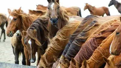 Zakon.kz, фото - Новости Zakon.kz от 17.05.2015 18:24