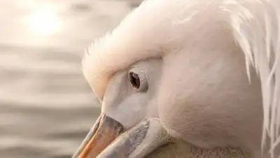 pixabay.com, фото - Новости Zakon.kz от 07.09.2021 22:15