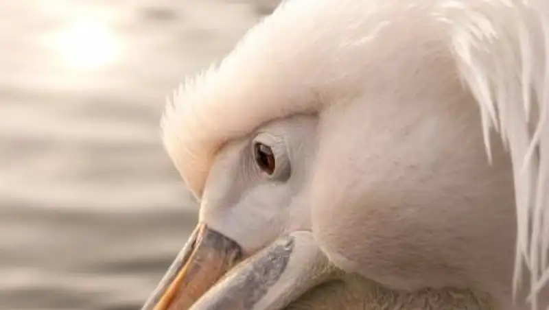 Краснокнижного пеликана приютили ветеринары в Актау