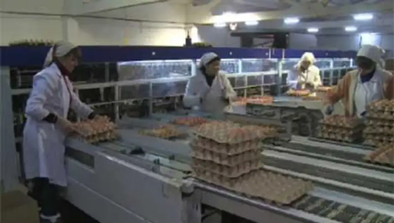 В Костанайской области борются с ростом цен на яйца, фото - Новости Zakon.kz от 08.11.2013 21:14
