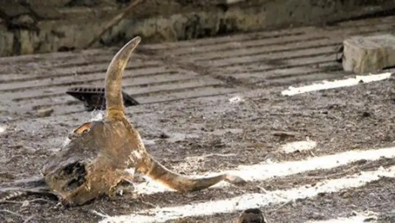 Стихийный скотомогильник обнаружен в черте Усть-Каменогорска