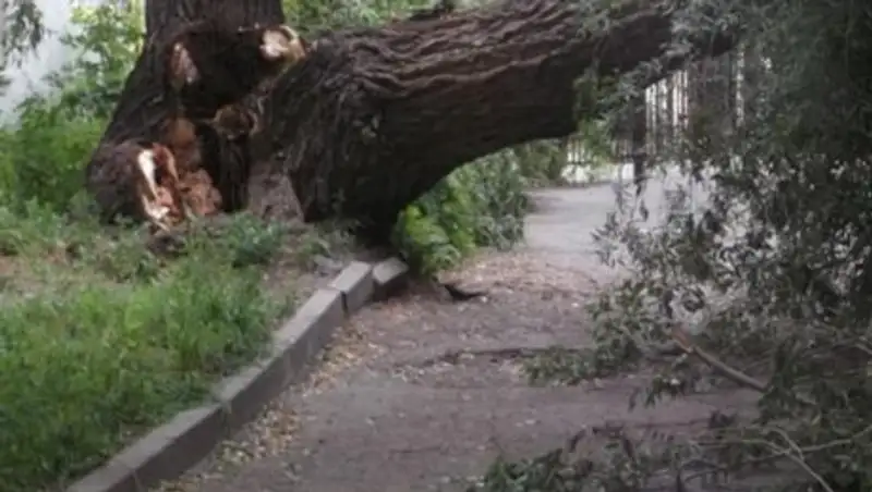 Дерево упало на двух мужчин в Акмолинской области, оба скончались