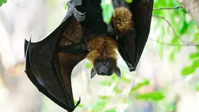 Depositphotos/panuruangjan, фото - Новости Zakon.kz от 28.06.2021 09:26