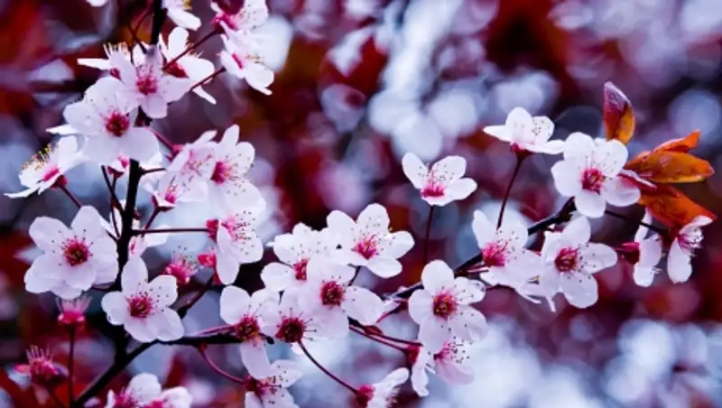 Синоптики обещают на юге Казахстана повышение температуры до + 33 градусов