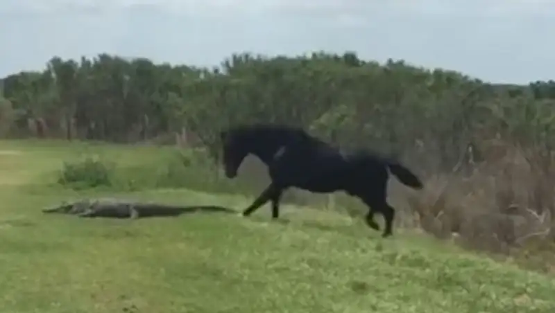 Во Флориде лошадь напала на аллигатора