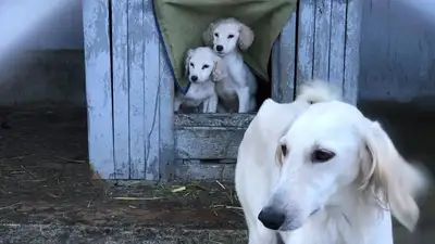 В Казахстану будут вести родословную книгу казахских пород собак, фото - Новости Zakon.kz от 23.02.2023 16:28
