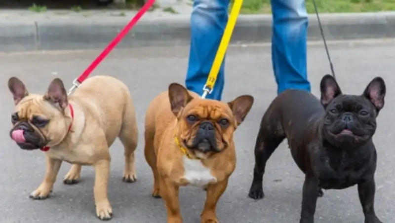 В ВКО не принимали новые правила содержания и выгула домашних животных