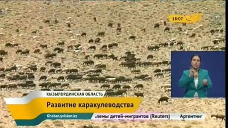 В Кызылординской области возрождают каракулеводство