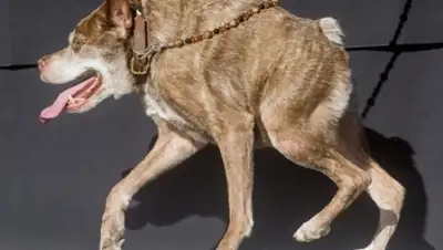 Zakon.kz, фото - Новости Zakon.kz от 28.06.2015 02:19