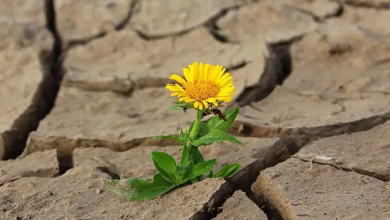 В трех областях Казахстана в июле ожидается засуха