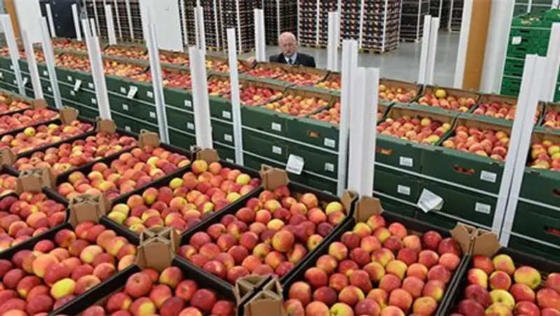 Польша попросила США выкупить яблоки, от которых отказалась Россия