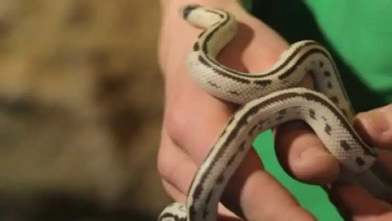 В Караганде семья обнаружила на кухне шестого этажа змею