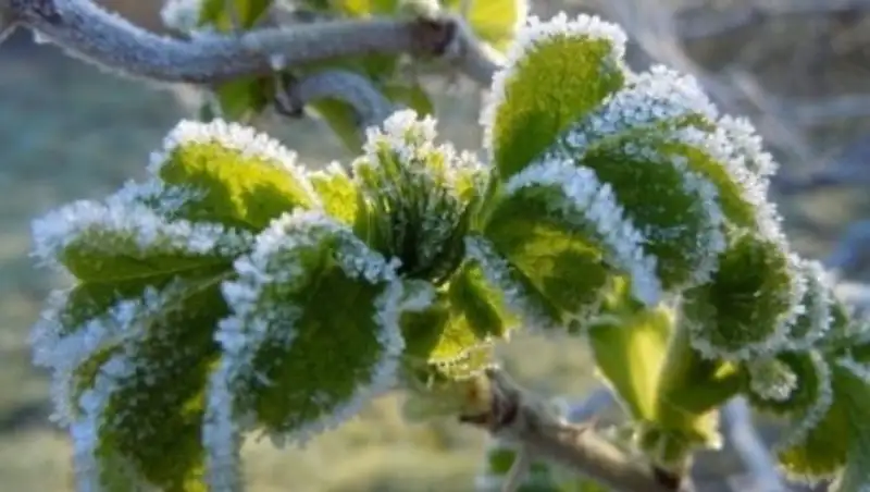 Заморозки ожидаются в Алматы
