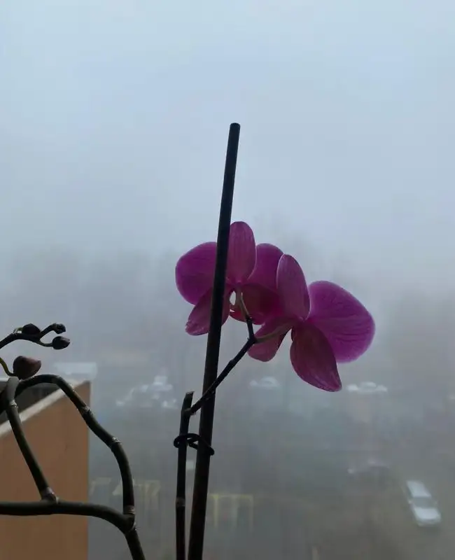 Туман накрыл Алматы, фото - Новости Zakon.kz от 09.03.2023 10:10