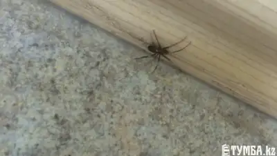 Zakon.kz, фото - Новости Zakon.kz от 11.11.2015 04:11