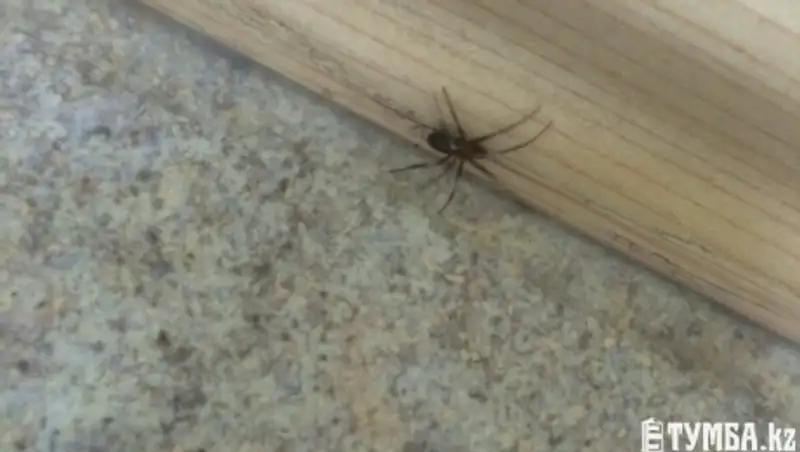 В Актау каракурт забрался в офис одной из компаний