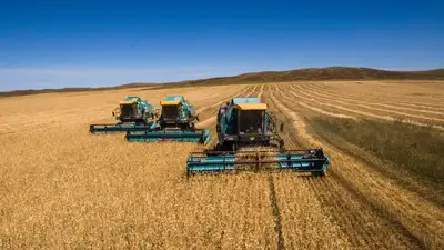 Комбайны собирают урожай, фото - Новости Zakon.kz от 18.08.2023 13:52