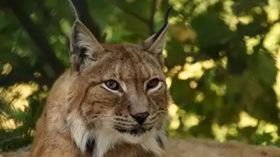 рысь Туркестан заповедник видео, фото - Новости Zakon.kz от 13.03.2023 12:03