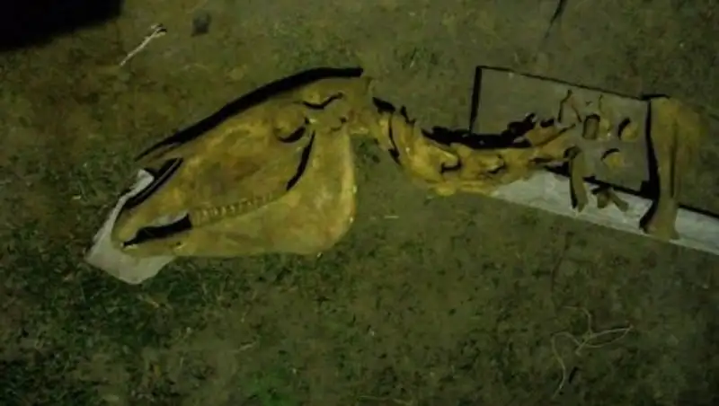 «Археолог» из Иртышска продолжил раскопки в своем дворе и нашел доказательства древности захоронения